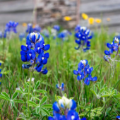 blue bonnets