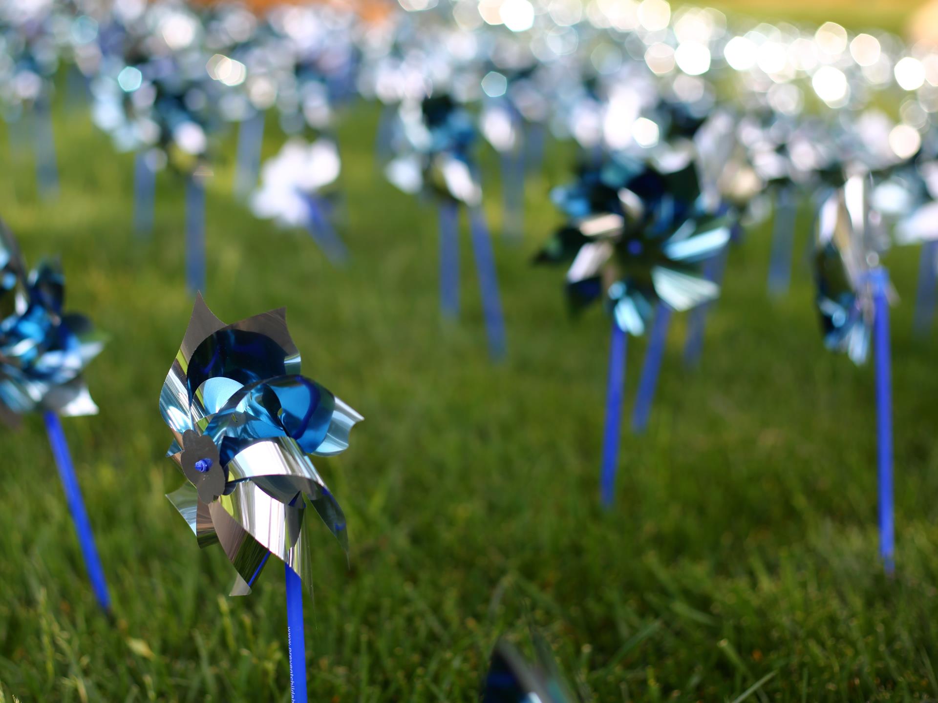 rows blue pinwheels in the grass